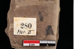 Foto (Detailansicht) von Pinus rigios Unger (NHMW-GEO-2024-0188-0280)